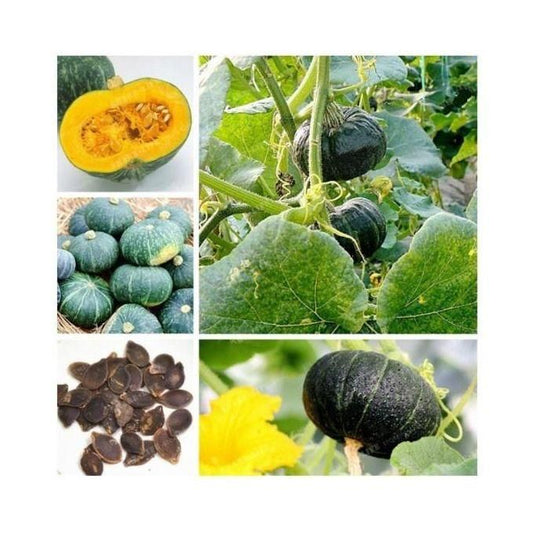 Organic Green Beibei Pumpkin Seeds (Pack of 20 Seeds)