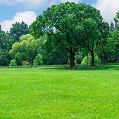 Naturixy™️Evergreen Dwarf Grass Seed