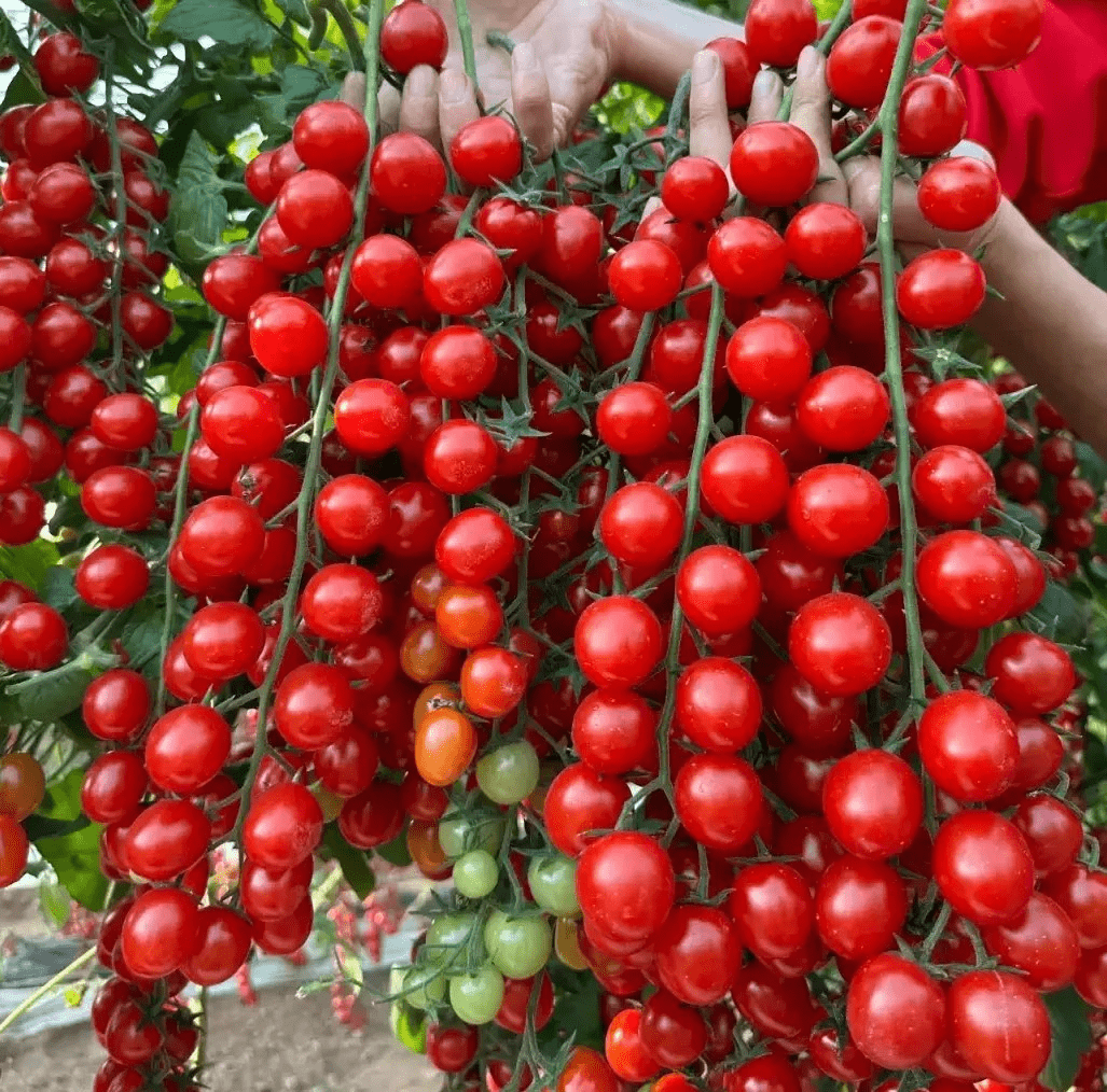 Waterfall Tomato Seeds (300 gms Seeds)
